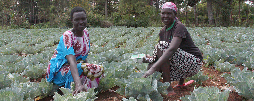 Entreprenörskap Kenya odling-1000x400