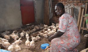 Kvinna med kycklingar som hon föder upp.